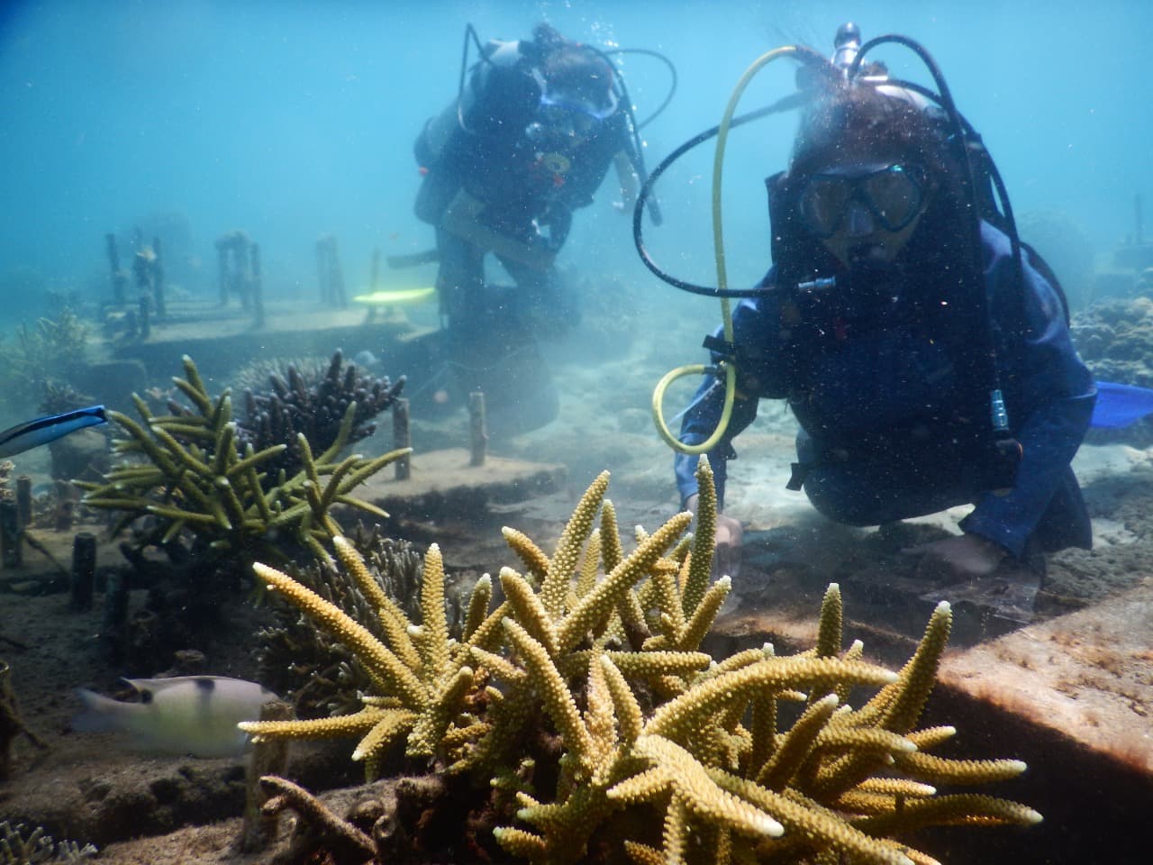 Himapala Unesa Tunjukan Bukti Nyata Peduli Dengan Lingkungan