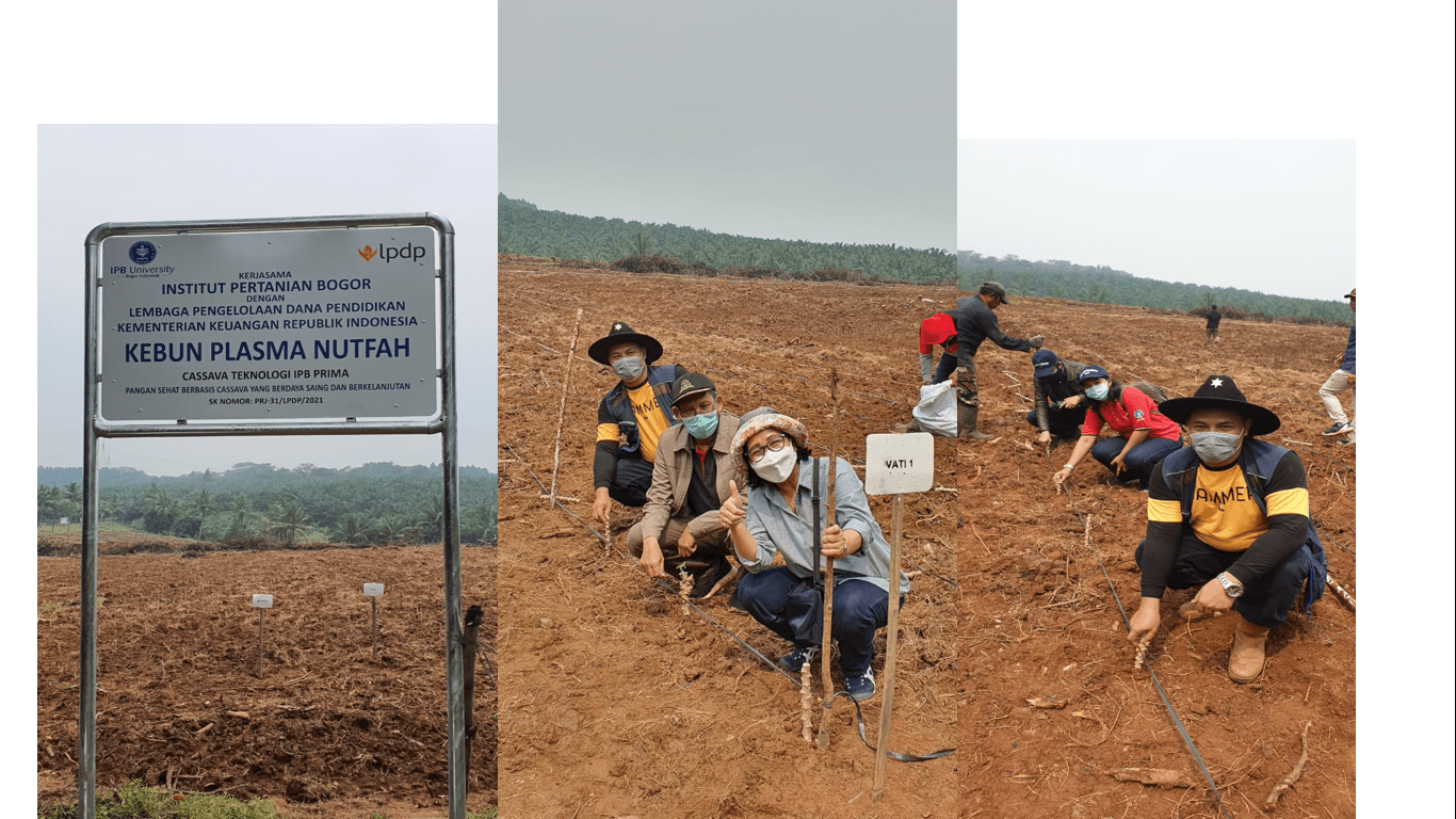 IPB University Tanam 27 Varietas Bibit di Kebun Plasma Nutfah Cassava: Blueprint Pangan Sehat Berbasis Cassava
