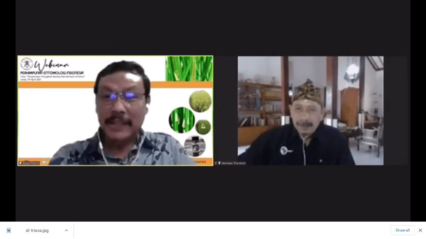 Unik, Dr Hermanu Triwidodo Libatkan Anak SD untuk Kendalikan Hama Penggerek Batang Padi