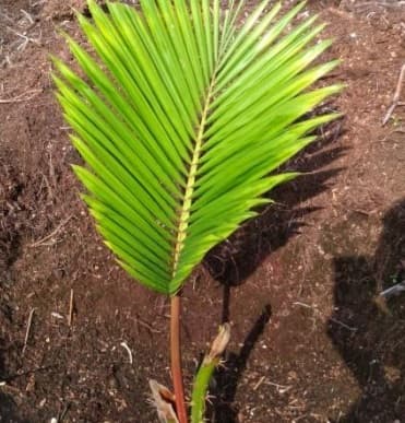 Membumikan Sagu untuk Food Estate Ala Ahli Sagu Indonesia dari IPB University