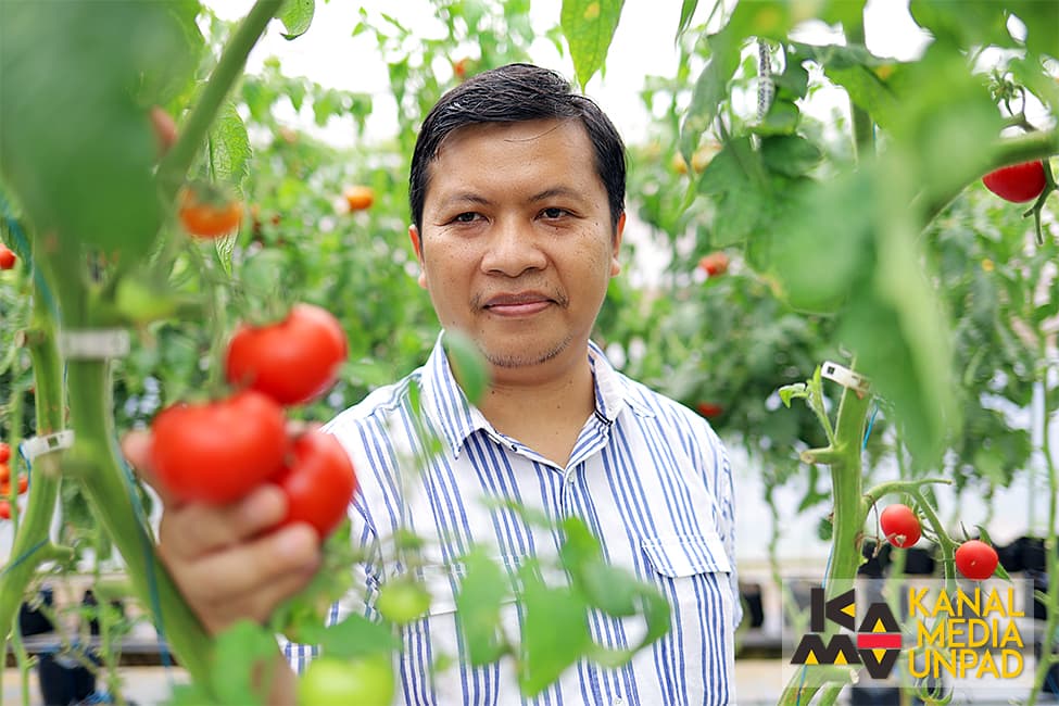 Dosen Faperta Unpad Kembangkan Tomat Tahan Simpan dan Tomat Tanpa Biji