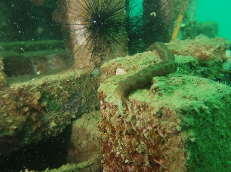 Peneliti UNDIP Ciptakan Rumah Ikan Ramah Lingkungan Pulihkan Habitat Laut