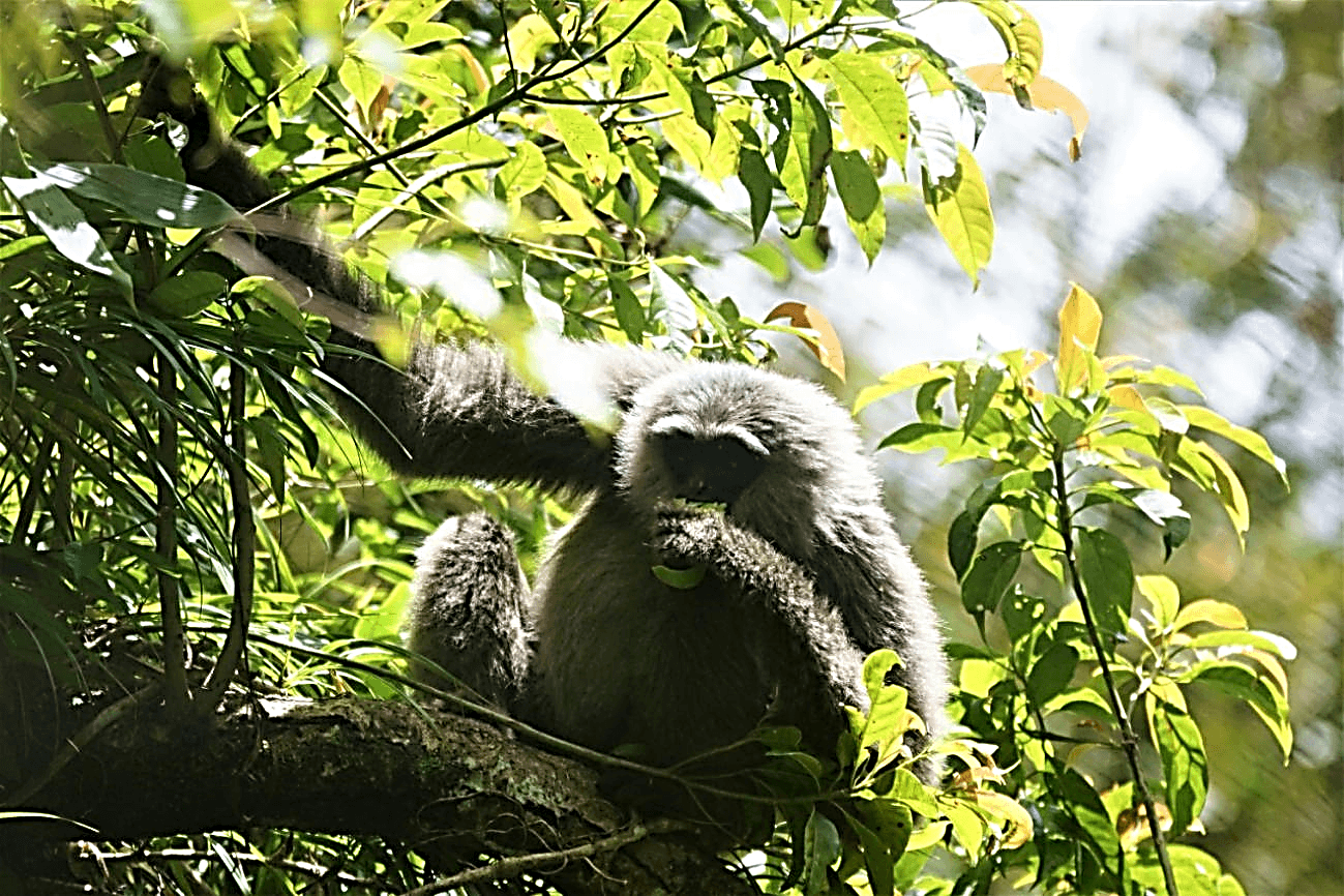 Mahasiswa Kedokteran Hewan IPB University Amati Perilaku Owa Jawa di Habitat Aslinya