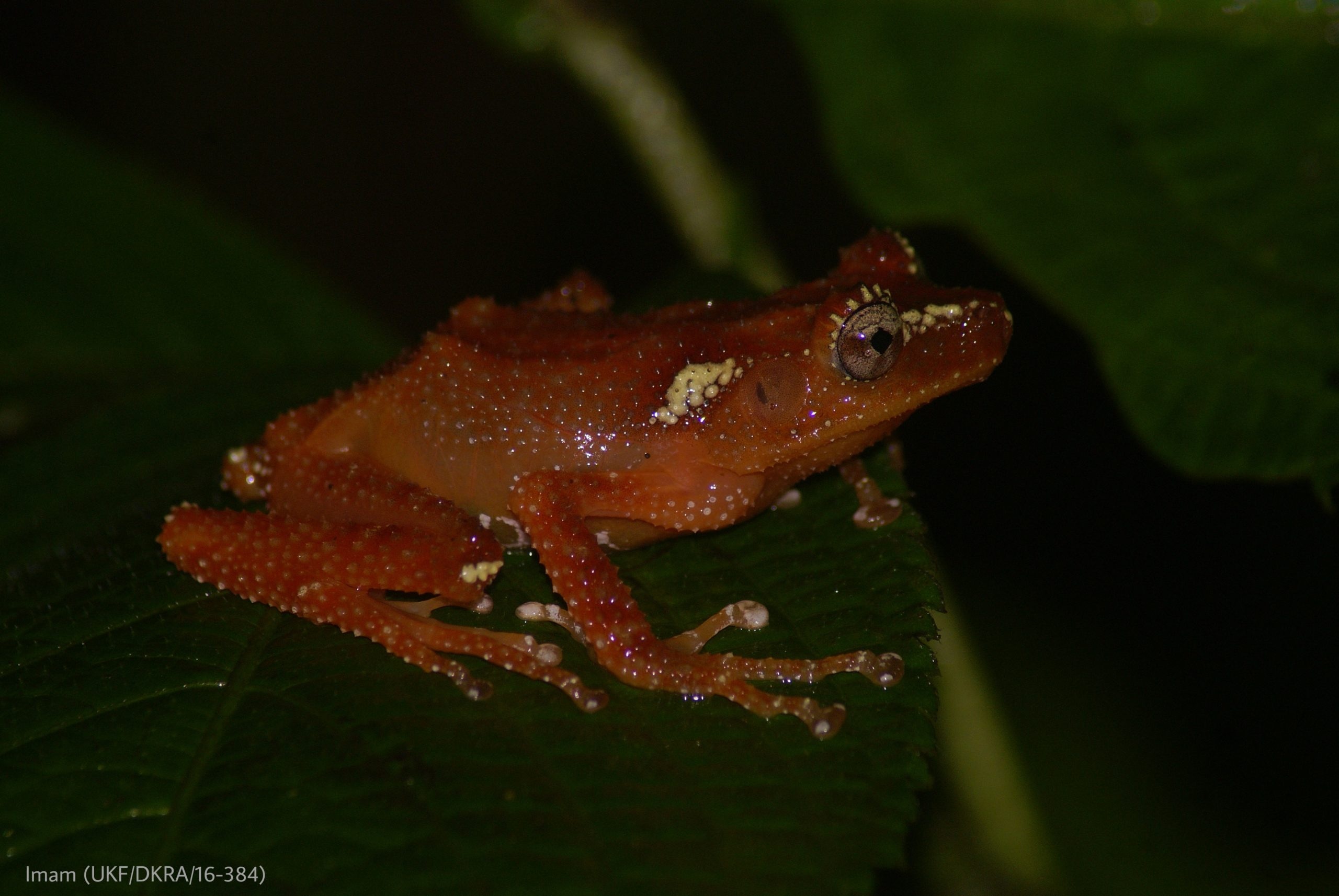 Setelah 8 Tahun Menghilang di Kawasan Selabintana, Katak Pohon Mutiara Kembali Ditemukan UKF IPB University