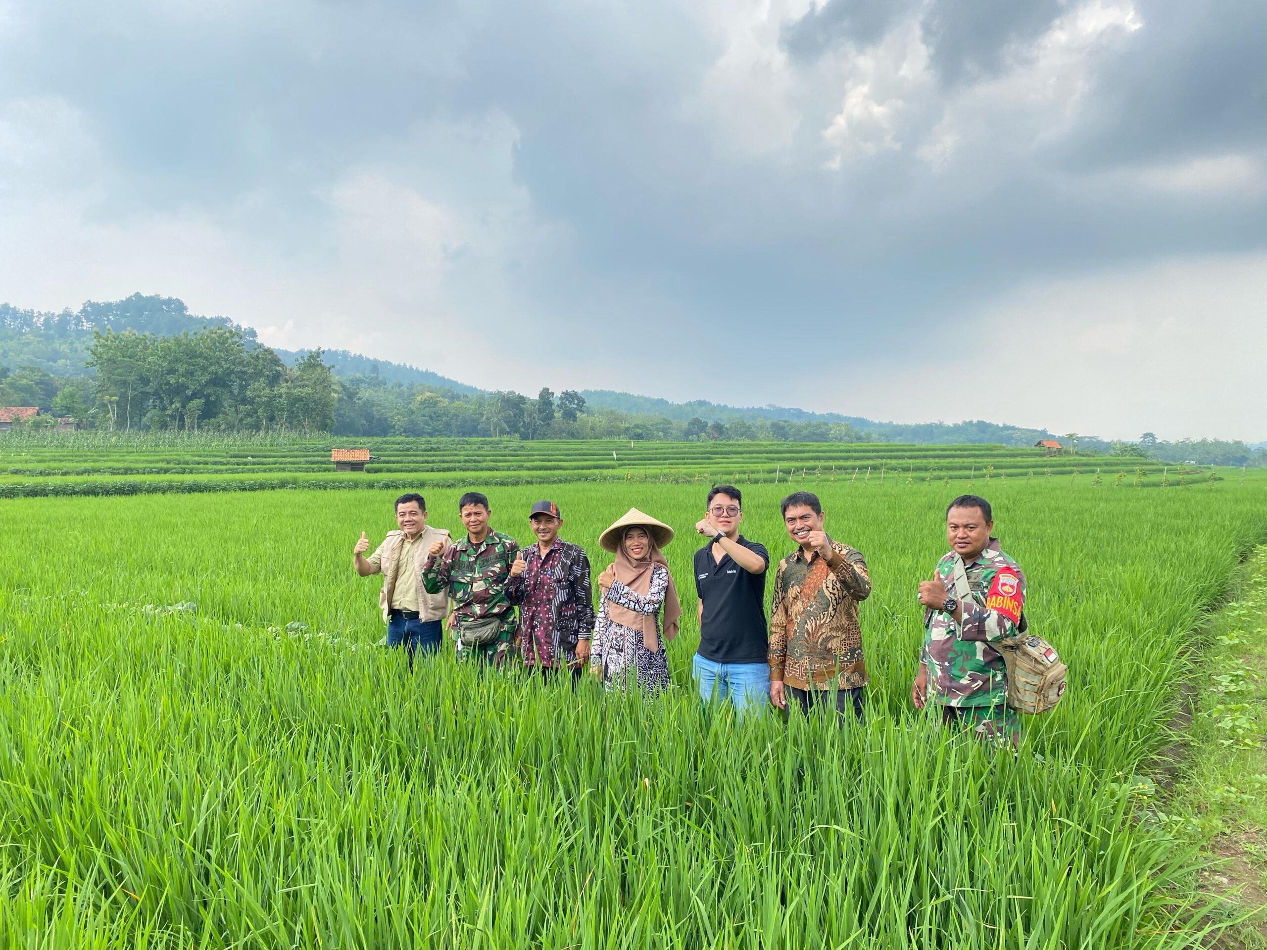 Padi Tinggi Protein Protani UNSOED, Berhasil Di Tanam di Bantar Kawung Brebes