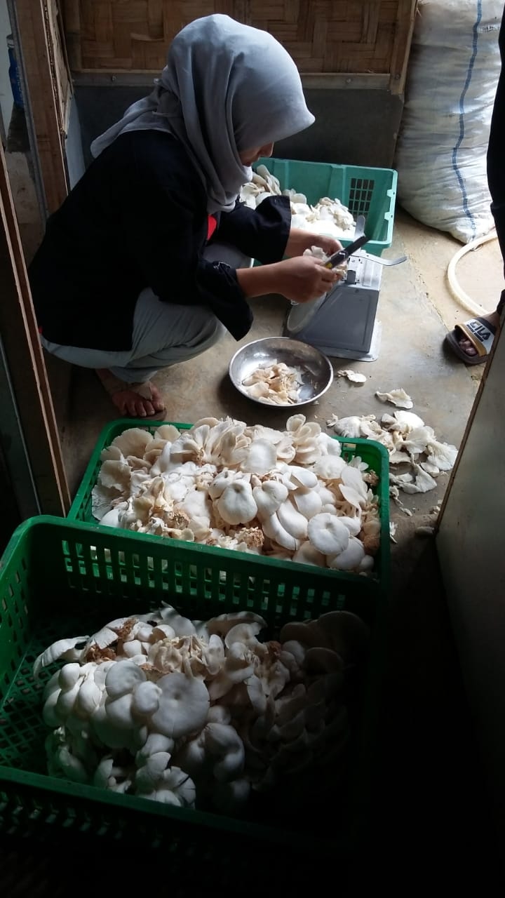 Dosen FMIPA UI Kembangkan MikoGrow, Digitalisasi Sistem Pantau Budidaya Jamur Tiram