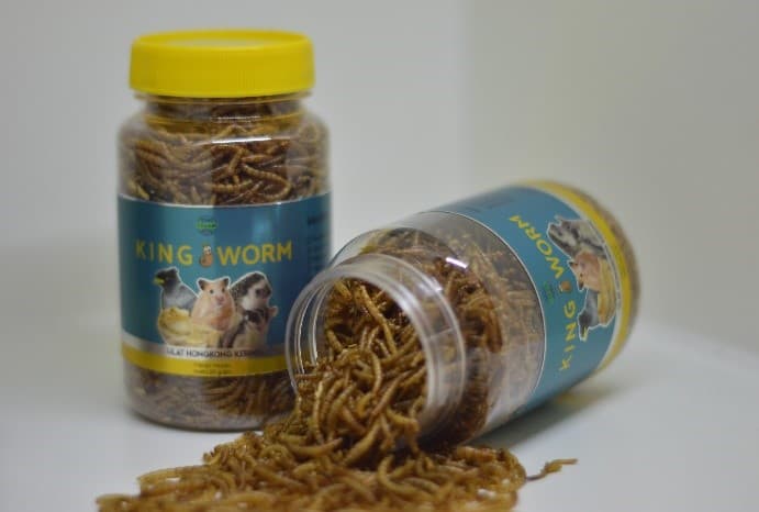 Tenant Inkubator Bisnis STP IPB University Ekspor Produk King Worm