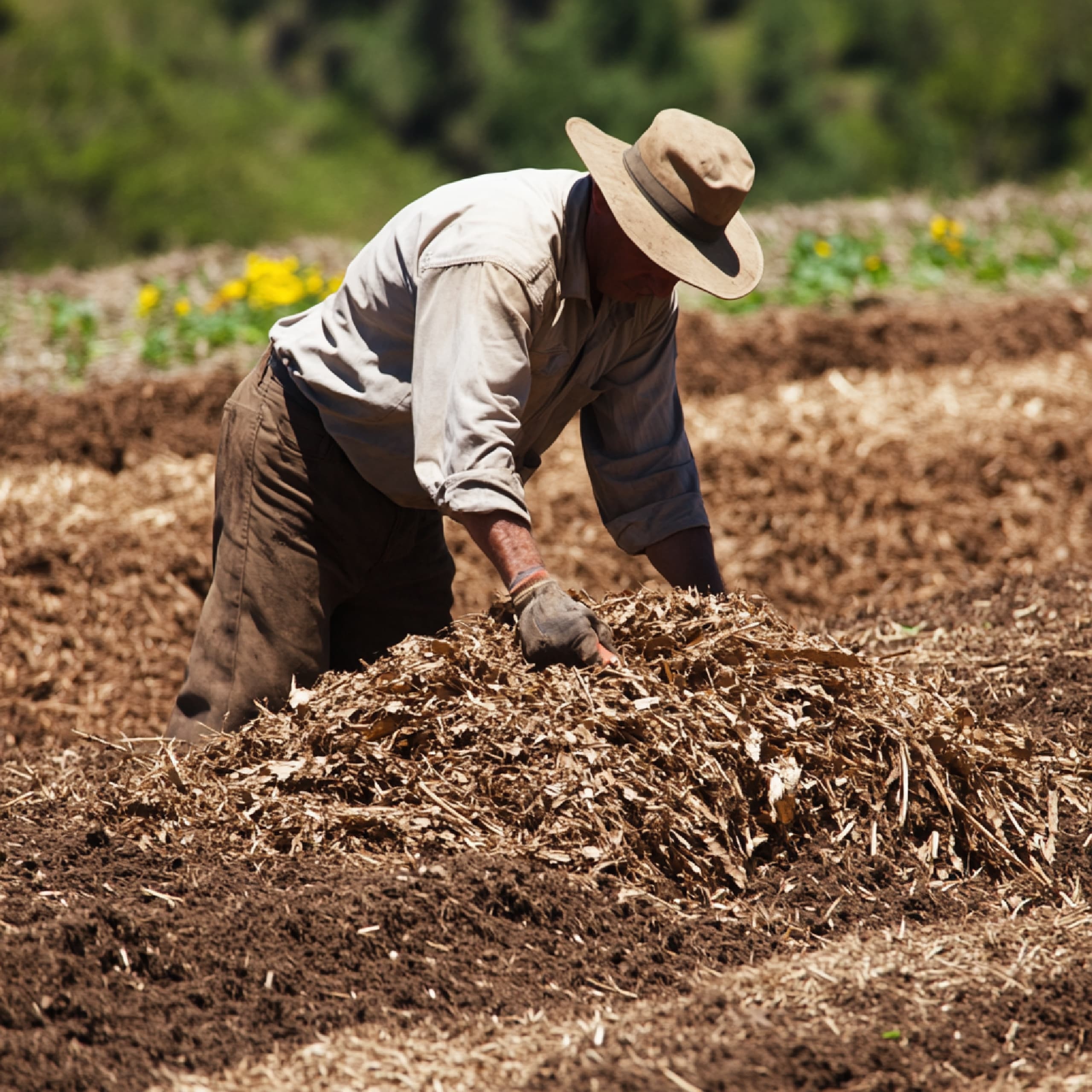 Mahasiswa Universitas Darussalam Ambon Bantu Petani Atasi Kelangkaan Pupuk