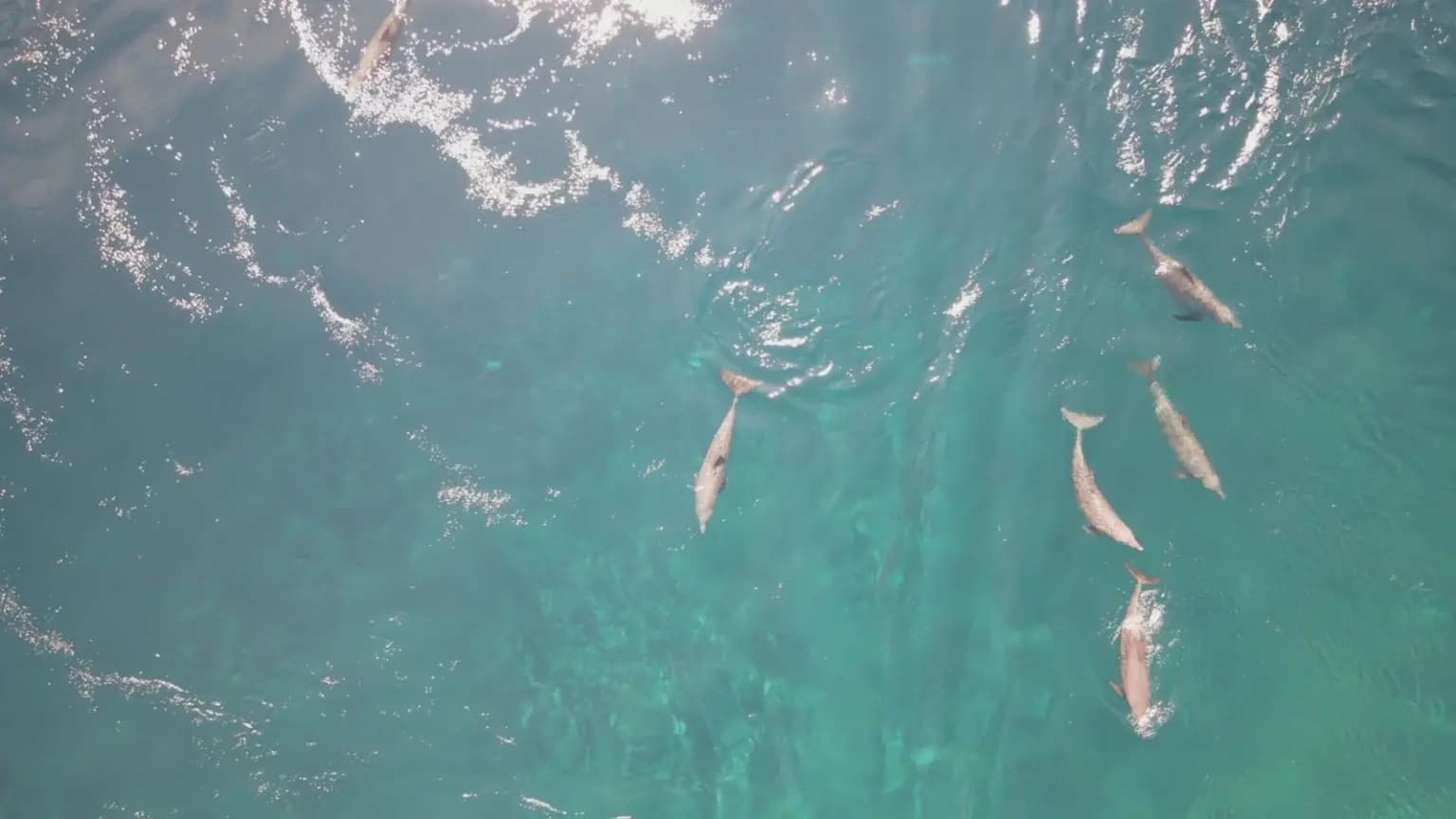 UNDIP Ungkap Fenomena Laut Unik ALaDin di Alor, Siap Dikembangkan Menjadi Ikon Wisata Dunia