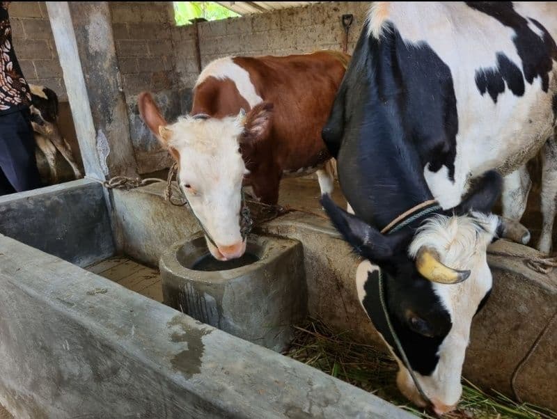 IndoDairy UNDIP dan ACIAR Menghadirkan Inovasi Air Minum Otomatis Sapi Perah untuk Produksi Susu berkelanjutan
