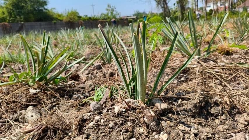Menumbuhkan Harapan dari Lahan Pesisir, BPKJ UNDIP Tanam 5.000 Bibit Nanas Madu